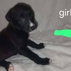 Lurcher - Both