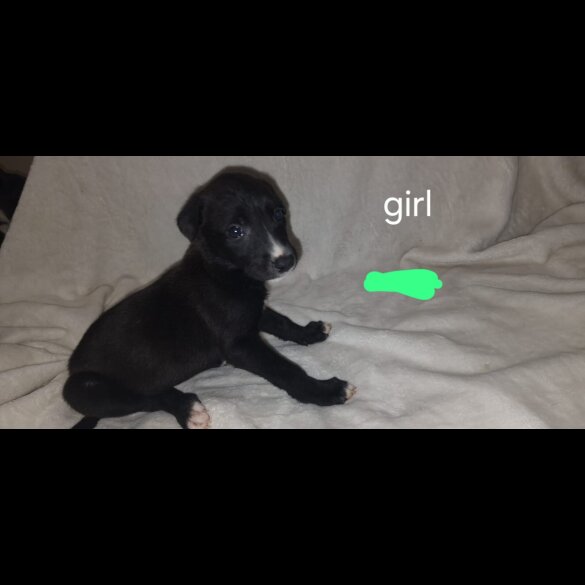 Labrador Retriever - Both