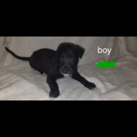 Labrador Retriever - Both