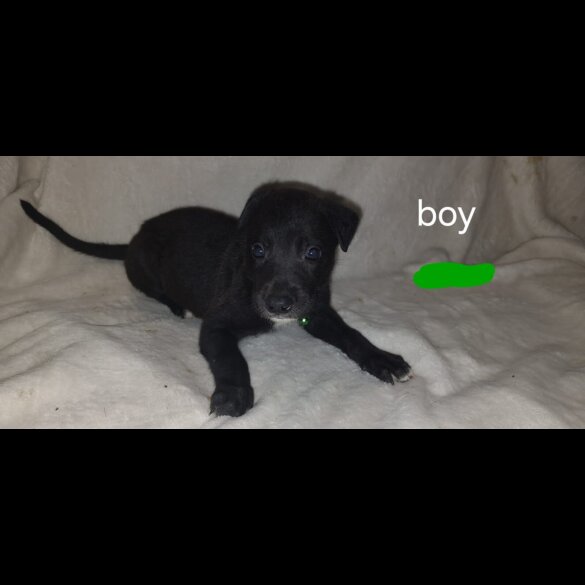 Labrador Retriever - Both