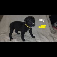 Labrador Retriever - Both
