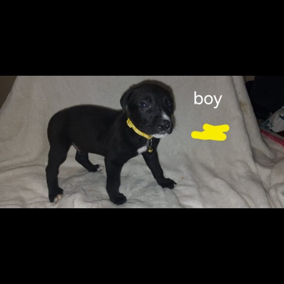 Labrador Retriever - Both