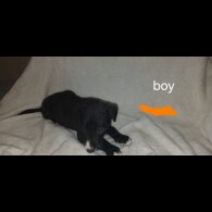 Labrador Retriever - Both