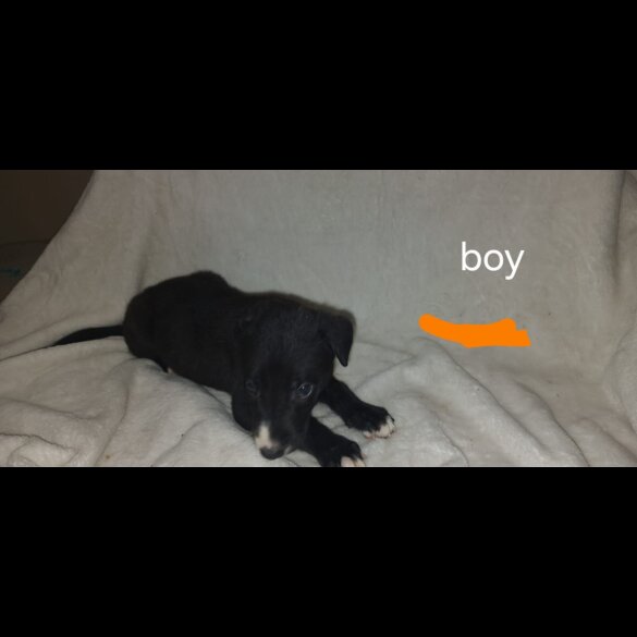 Labrador Retriever - Both