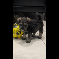 Schnoodle - Both