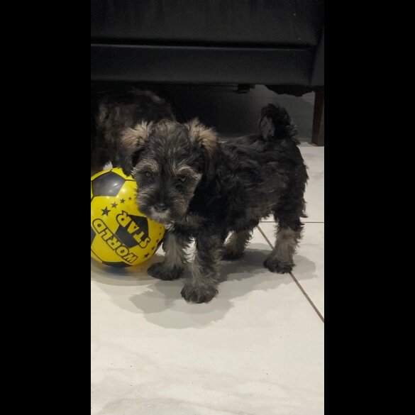 Schnoodle - Both