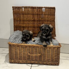 Schnoodle - Both