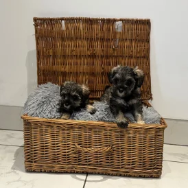 Schnoodle - Both