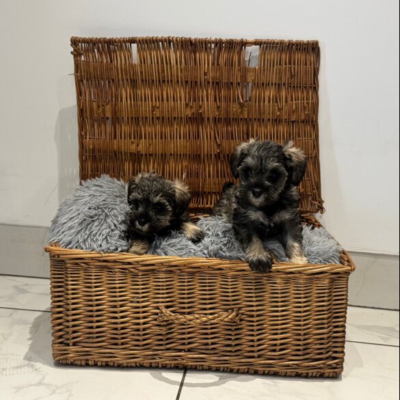 Schnoodle - Both
