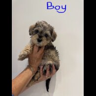 Schnoodle - Both