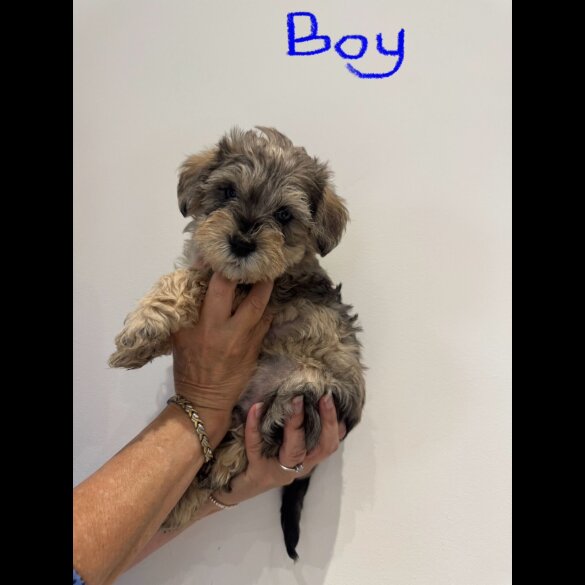 Schnoodle - Both