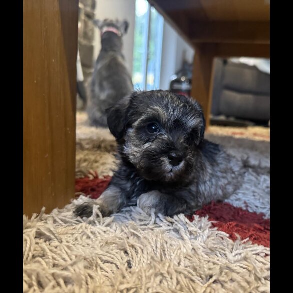 Schnoodle - Both