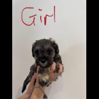 Schnoodle - Both