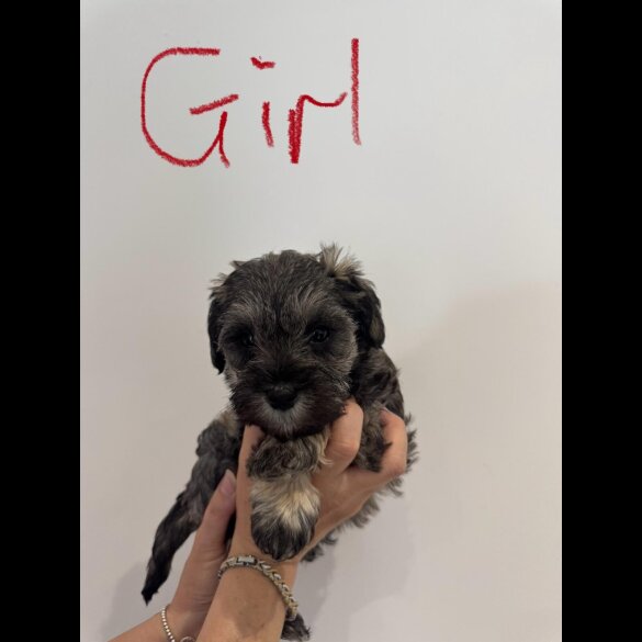 Schnoodle - Both