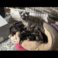 Schnoodle - Both