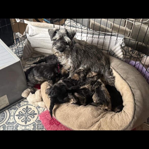 Schnoodle - Both