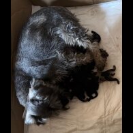 Schnoodle - Both