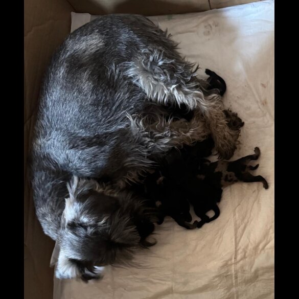 Schnoodle - Both