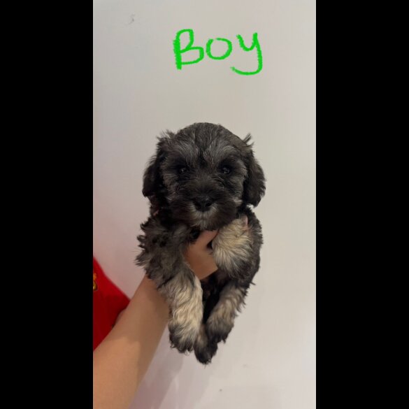 Schnoodle - Both