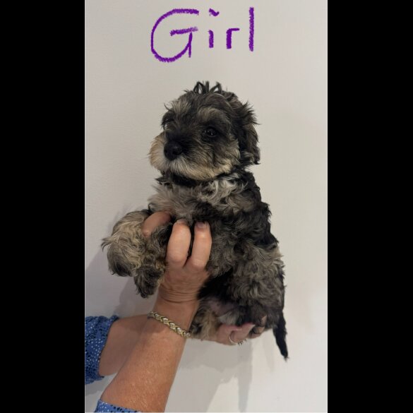 Schnoodle - Both