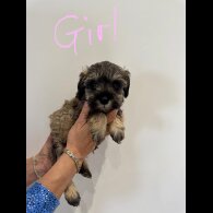 Schnoodle - Both