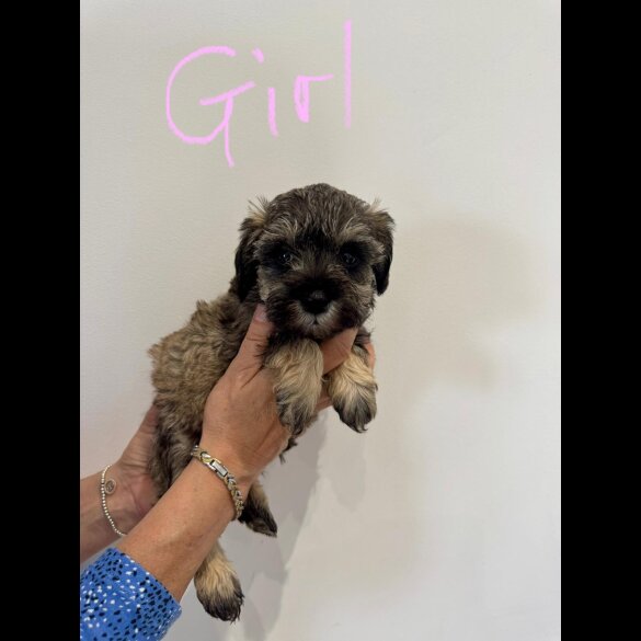 Schnoodle - Both