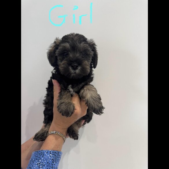 Schnoodle - Both