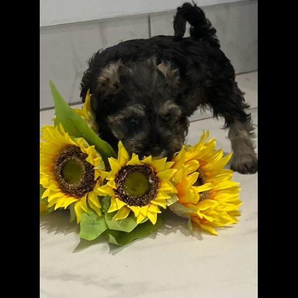 Schnoodle - Both