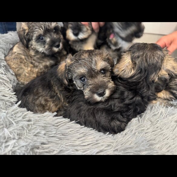 Schnoodle - Both