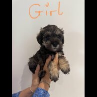 Schnoodle - Both