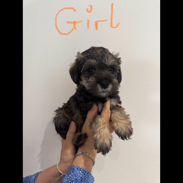 Schnoodle - Both