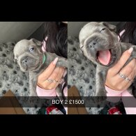 French Bulldog - Both
