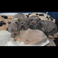 French Bulldog - Both