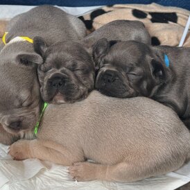 French Bulldog - Both