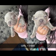 French Bulldog - Both