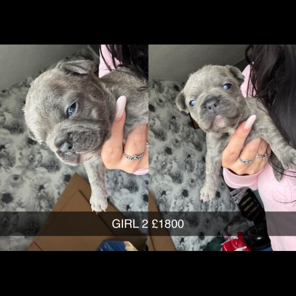 French Bulldog - Both