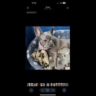 French Bulldog - Both