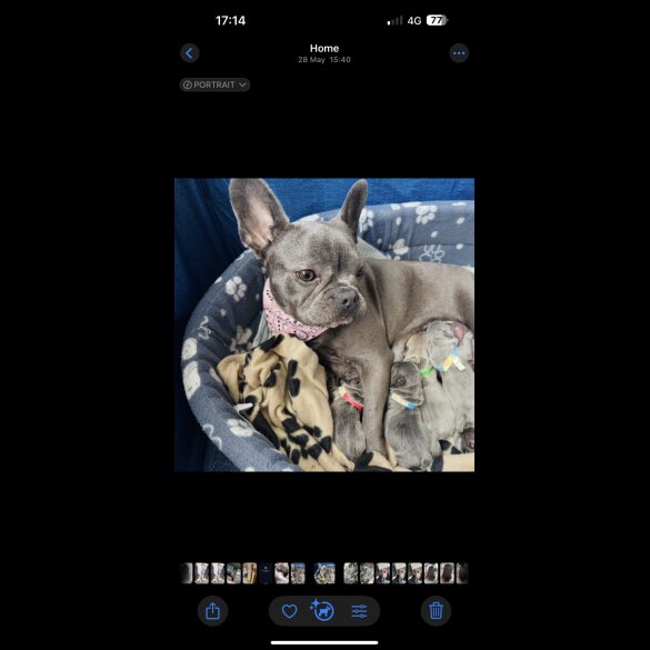 French Bulldog - Both