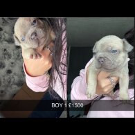 French Bulldog - Both