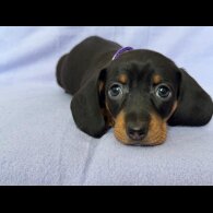 Dachshund (Standard &amp; Miniature) - Both