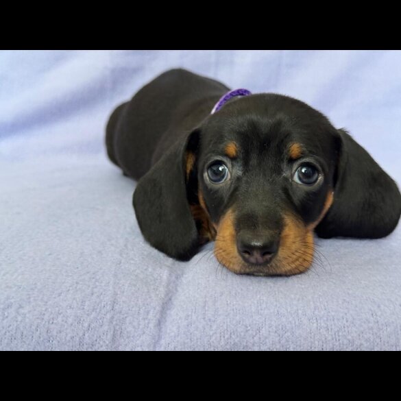 Dachshund (Standard &amp; Miniature) - Both
