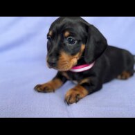 Dachshund (Standard &amp; Miniature) - Both