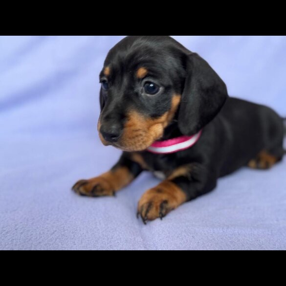 Dachshund (Standard &amp; Miniature) - Both