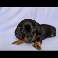 Dachshund (Standard &amp; Miniature) - Both