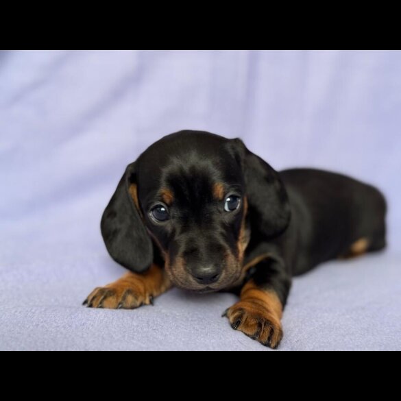 Dachshund (Standard &amp; Miniature) - Both