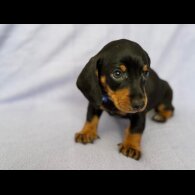 Dachshund (Standard &amp; Miniature) - Both