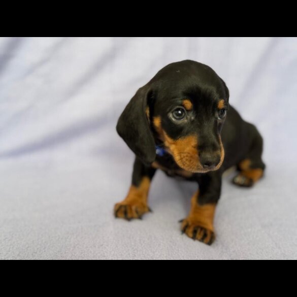 Dachshund (Standard &amp; Miniature) - Both