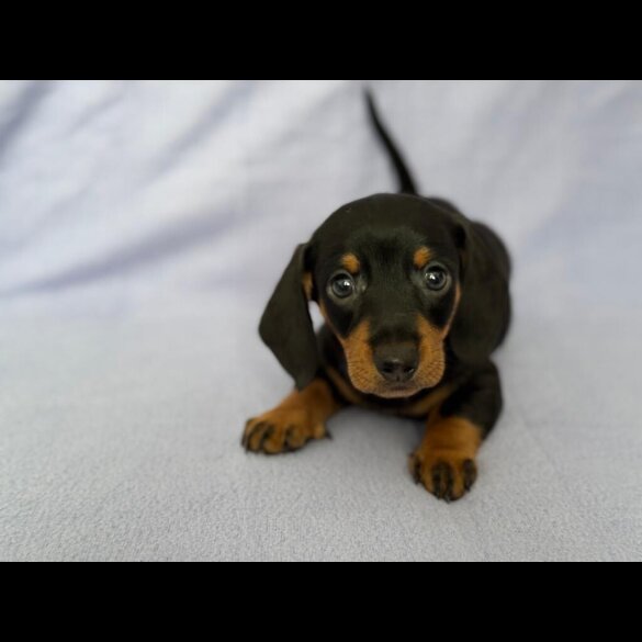 Dachshund (Standard &amp; Miniature) - Both