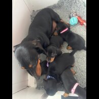 Dachshund (Standard &amp; Miniature) - Both