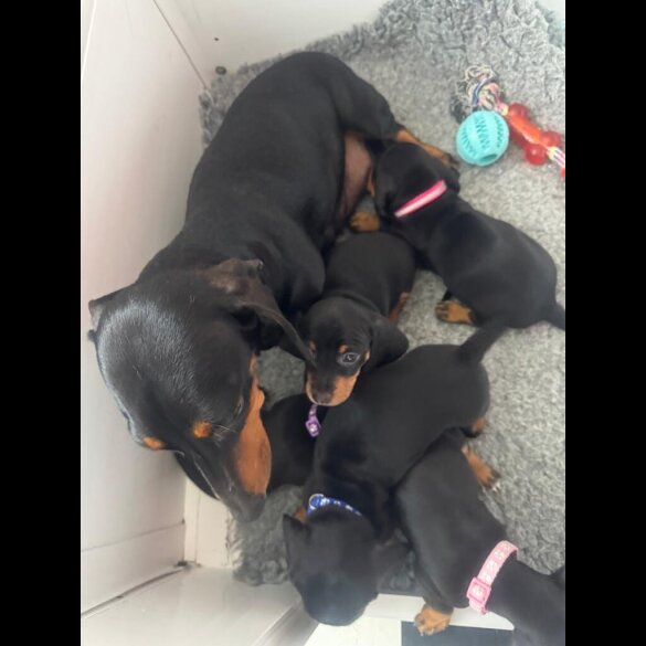 Dachshund (Standard &amp; Miniature) - Both